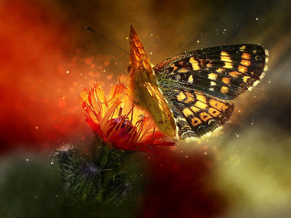 Красивые-и-интересные-картинки-бабочек---чудные-и-удивительные-13