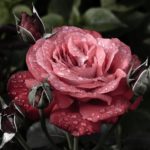 Красивые картинки розы и букеты роз — самые удивительные
