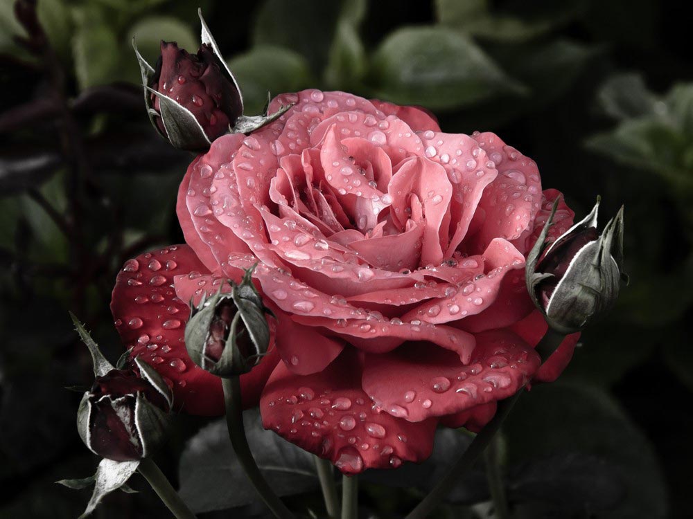 Красивые-картинки-розы-и-букеты-роз---самые-удивительные-13