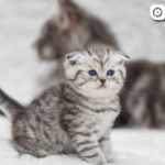 Шотландская вислоухая кошка - описание породы, уход, характер 1