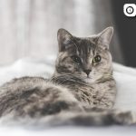 Как самостоятельно удалить клеща у кошки - способы и советы 2