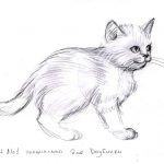 Картинки кошки карандашом для срисовки  подборка024