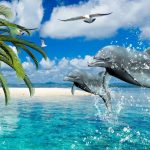 Картинки дельфины в море на рабочий стол020