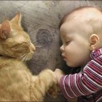 Картинки для детей кот, коты и фото