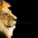 Картинки львов с надписями — красивые фото
