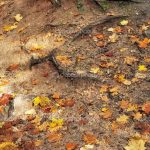 Картинки осенние листья на земле и фото018