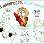 Картинки совы для детей нарисованные   карандашом014