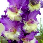 Картинки цветы гладиолусы скачать бесплатно   красивые фото024