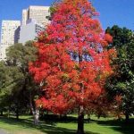 Осенние деревья фото с названиями — красивые