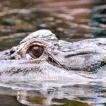 Фото крокодила скачать — красивые картинки