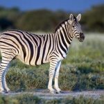 Картинки животных живущих в Африке 019