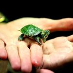 Детеныш черепахи фото — милые картинки