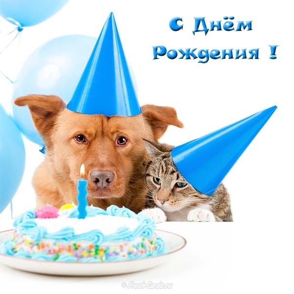 Поздравление С Днем Рождения Собаке Картинки