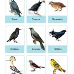 Карточки птиц для детей 007