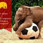 Открытки на Всемирный день защиты слонов 017