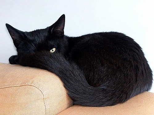 17 ноября День защиты черных котов в Италии 013