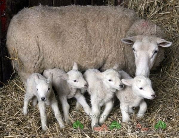 Картинка для детей овцы 012