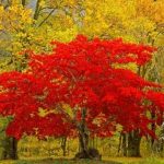 Красивые картинки октябрь в лесу (14 шт)