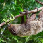 Международный день ленивца (International Sloth Day) — сборка картинок