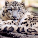Забавные открытки | Международный день снежного барса (International Snow Leopard Day)