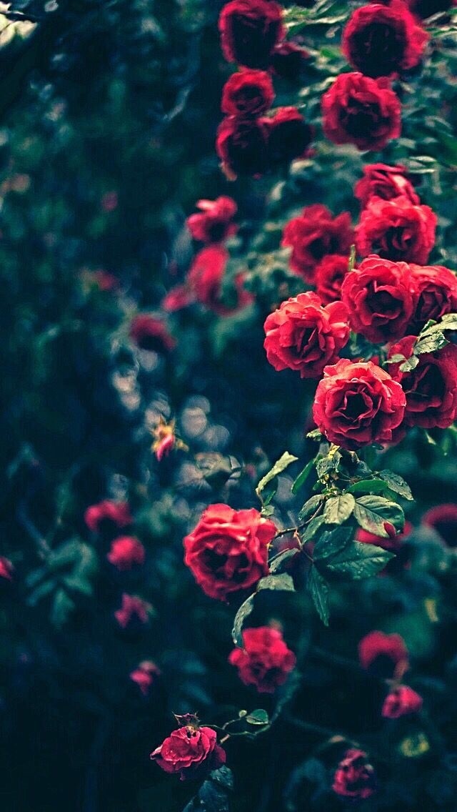 Обои красные розы на айфон 017