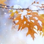 Первый снег в октябре картинки (20 шт)