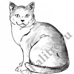 Рисунок карандашом кот в очках009