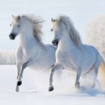 картинки лошади на новый год 023
