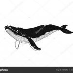 кит контур рисунок 020