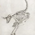 Познавательные рисунки скелотов животных 018
