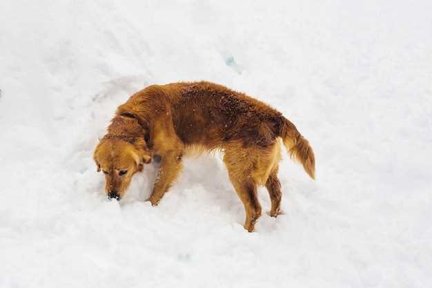 Интересные картинки собак во время зимы 012