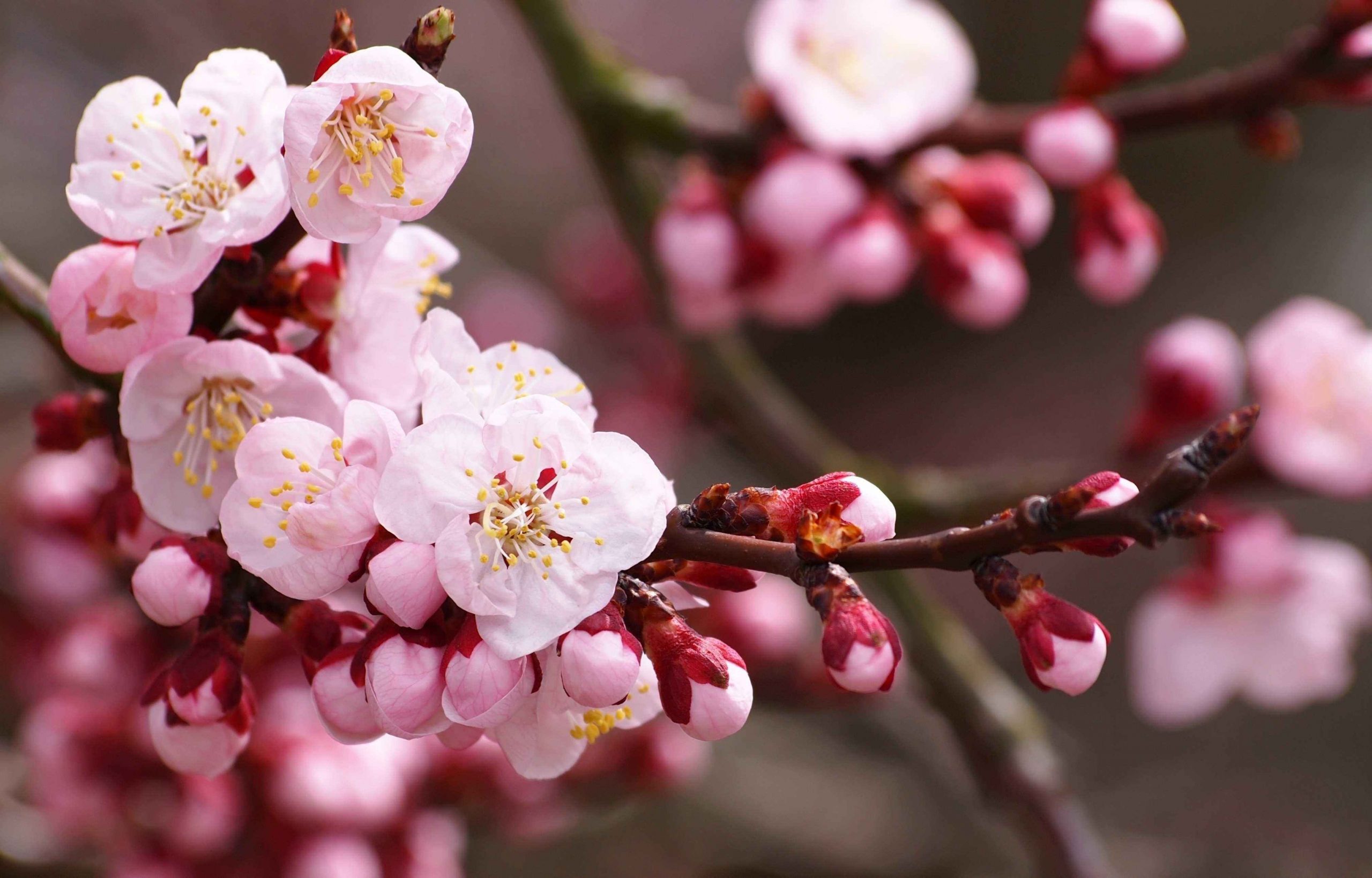 Интересные фотографии цветущих деревьев весной 014