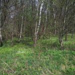 Картинки весенней прогулки в лесу 014