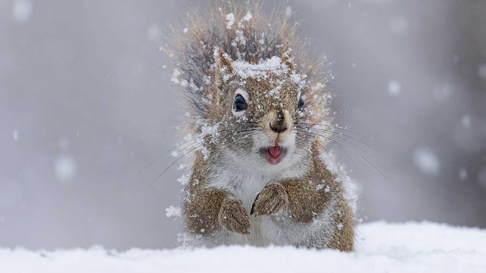 Картинки животных в снегу 015
