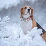 Картинки собак во время зимы 09