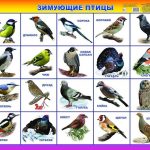 Красивые картинки для детей с птицами 020