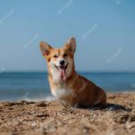 Красивые картинки собаки Корги на пляже 020