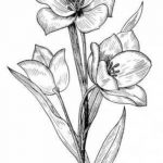 Красивые рисунки цветочков для срисовки 014