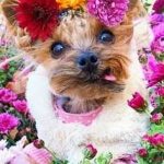 Красивые фото собак с цветами 018