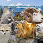 Милые фото животных в зоопарках 012