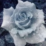 Белые розы на морозе 9