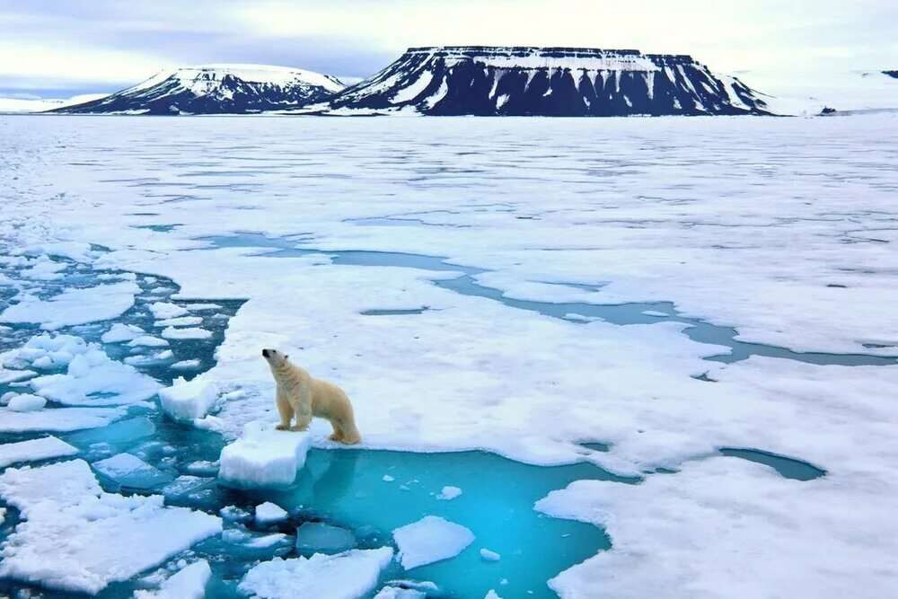 Картинки Арктика 9