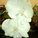 Леонтин орхидея 9