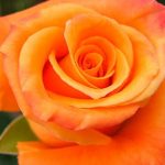 Оранжевые розы сорта 9