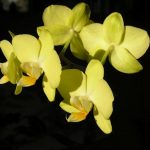 Орхидея баттеркап 9