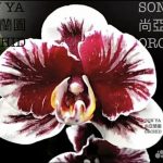 Орхидея вуду 9