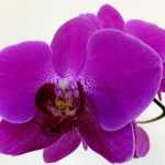 Орхидея саммер бриз 9