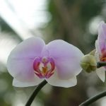 Орхидея эсми 9