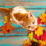 Осень картинки красивые яркие животные 29