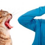 Почему у кота из пасти неприятный запах